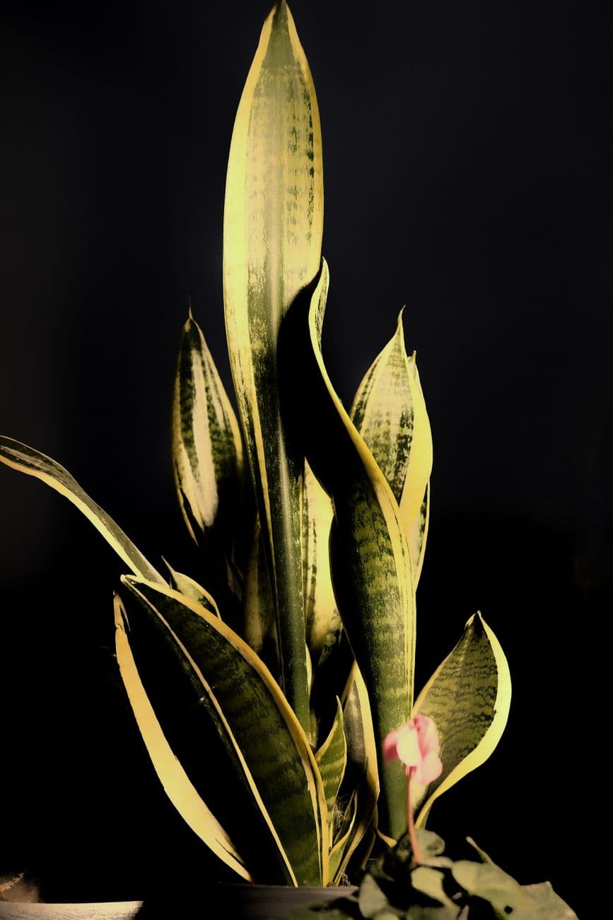 Paşa Kılıcı (Dracaena trifasciata) Bakımı