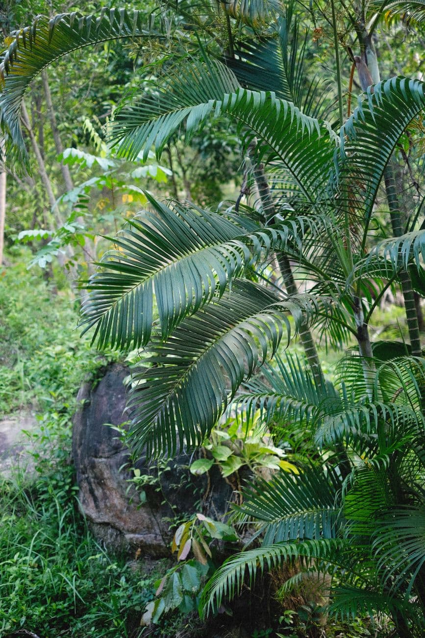 Majeste Palmiyesi