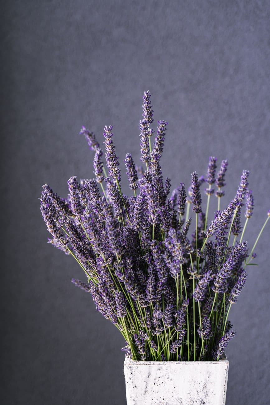 Lavanta (Lavandula angustifolia)