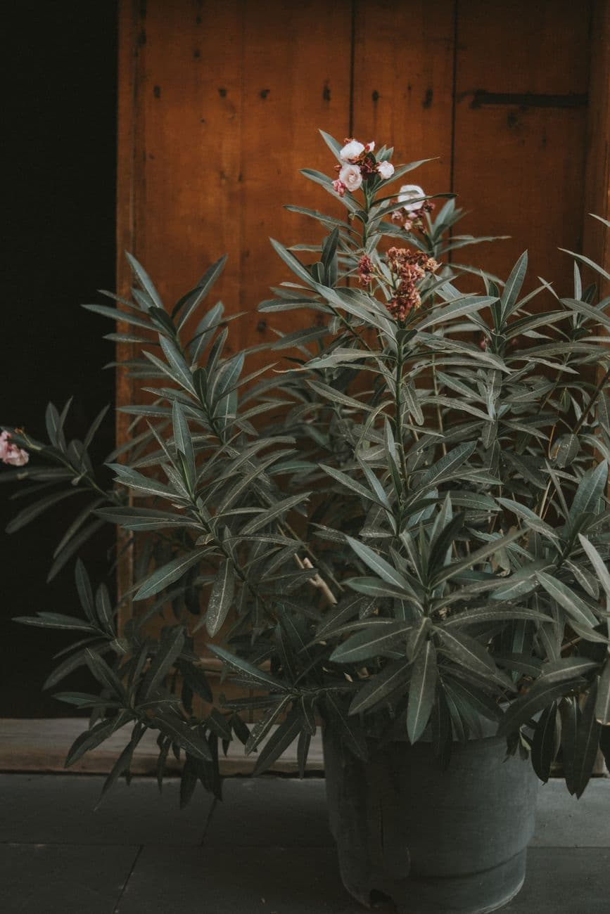 Zakkum (Nerium oleander)