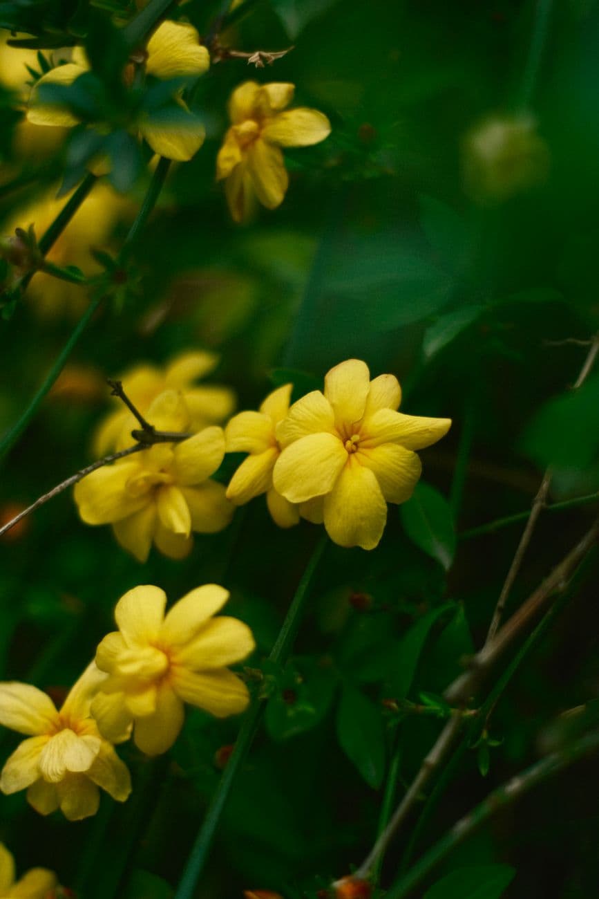 Sarı Yasemin (Jasminum mesnyi)