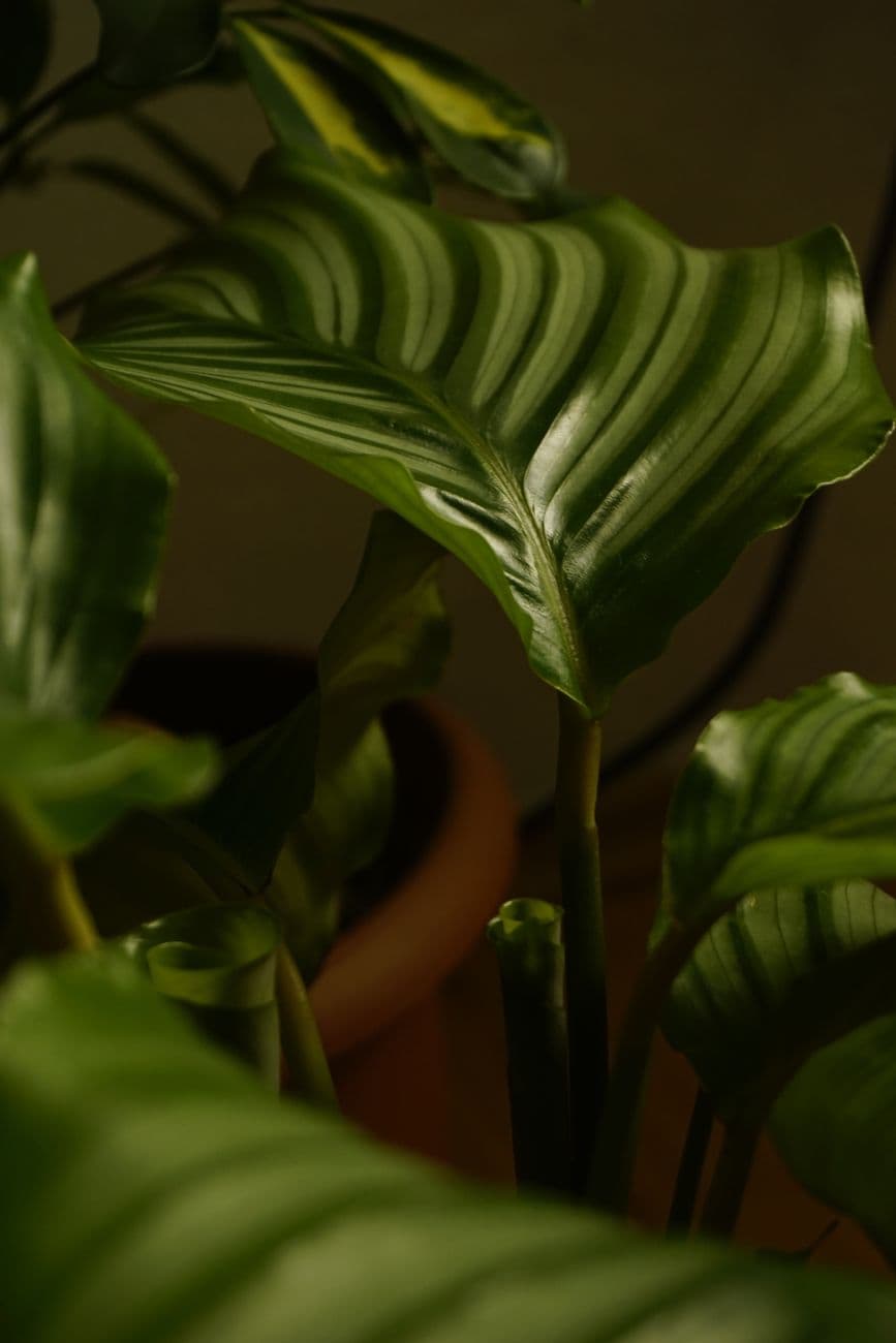 Dua Çiçeği (Goeppertia orbifolia) Bakımı