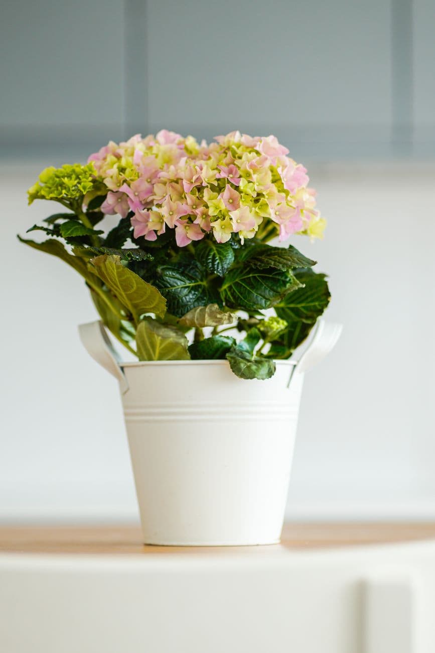 Ortanca (Hydrangea macrophylla)