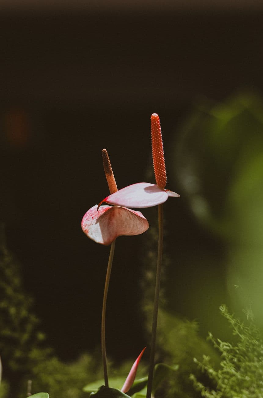 Flamingo Çiçeği