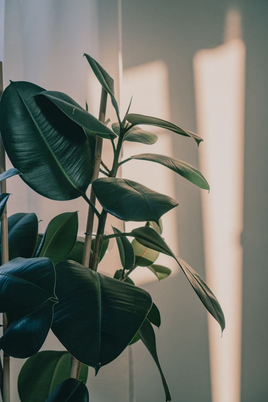 Kauçuk Ağacı (Ficus elastica)