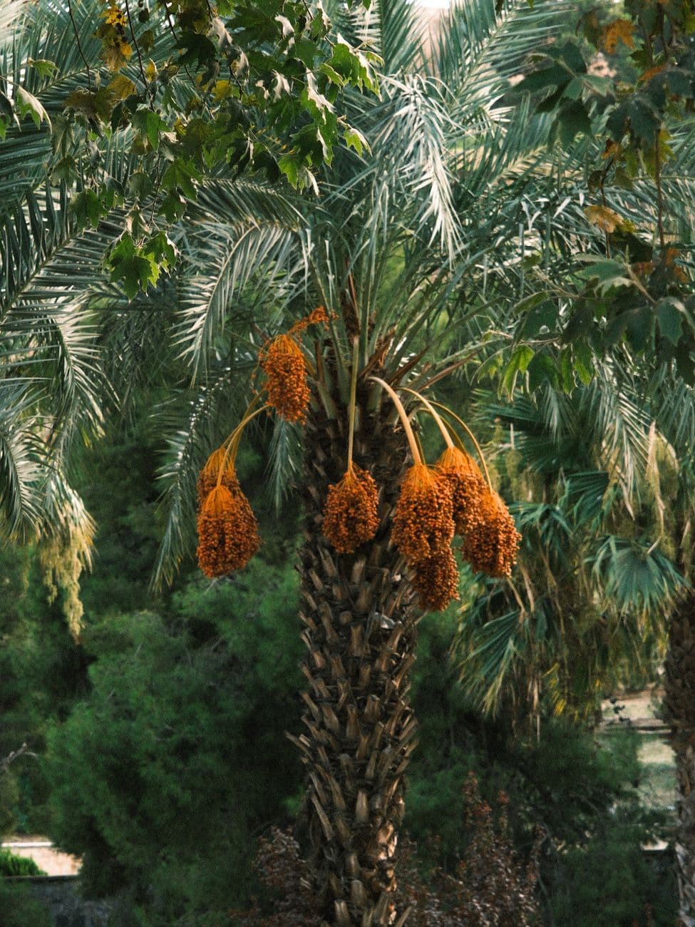 Gerçek Hurma Palmiyesi