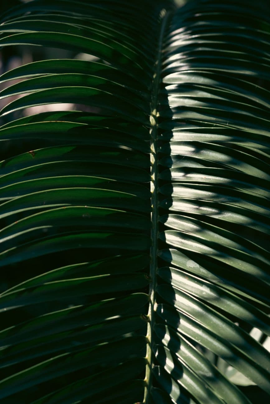 Zamia Bitkisi (Zamia furfuracea)