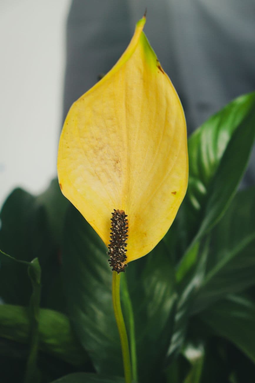Barış Çiçeği (Spathiphyllum wallisii)