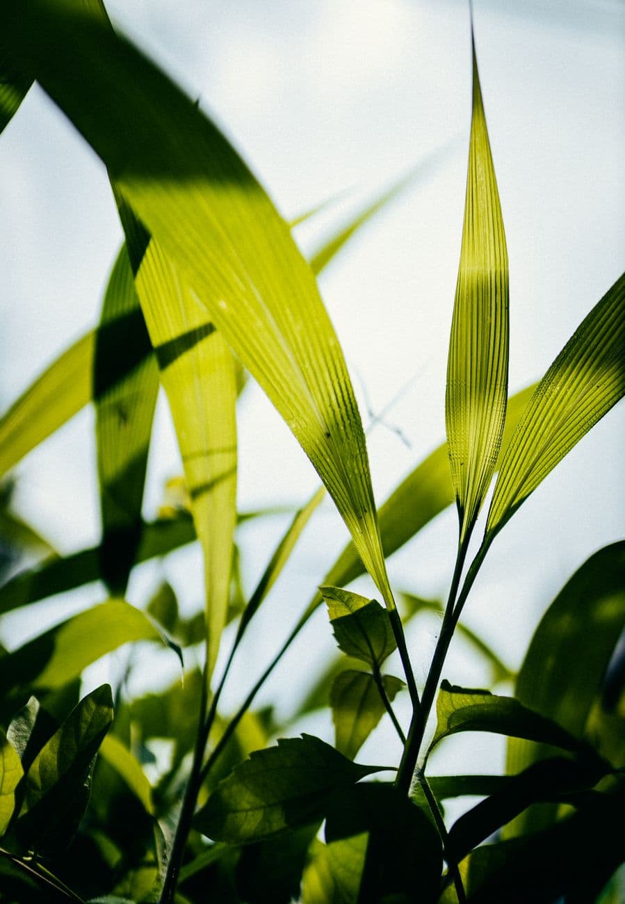 Bambu Palmiyesi