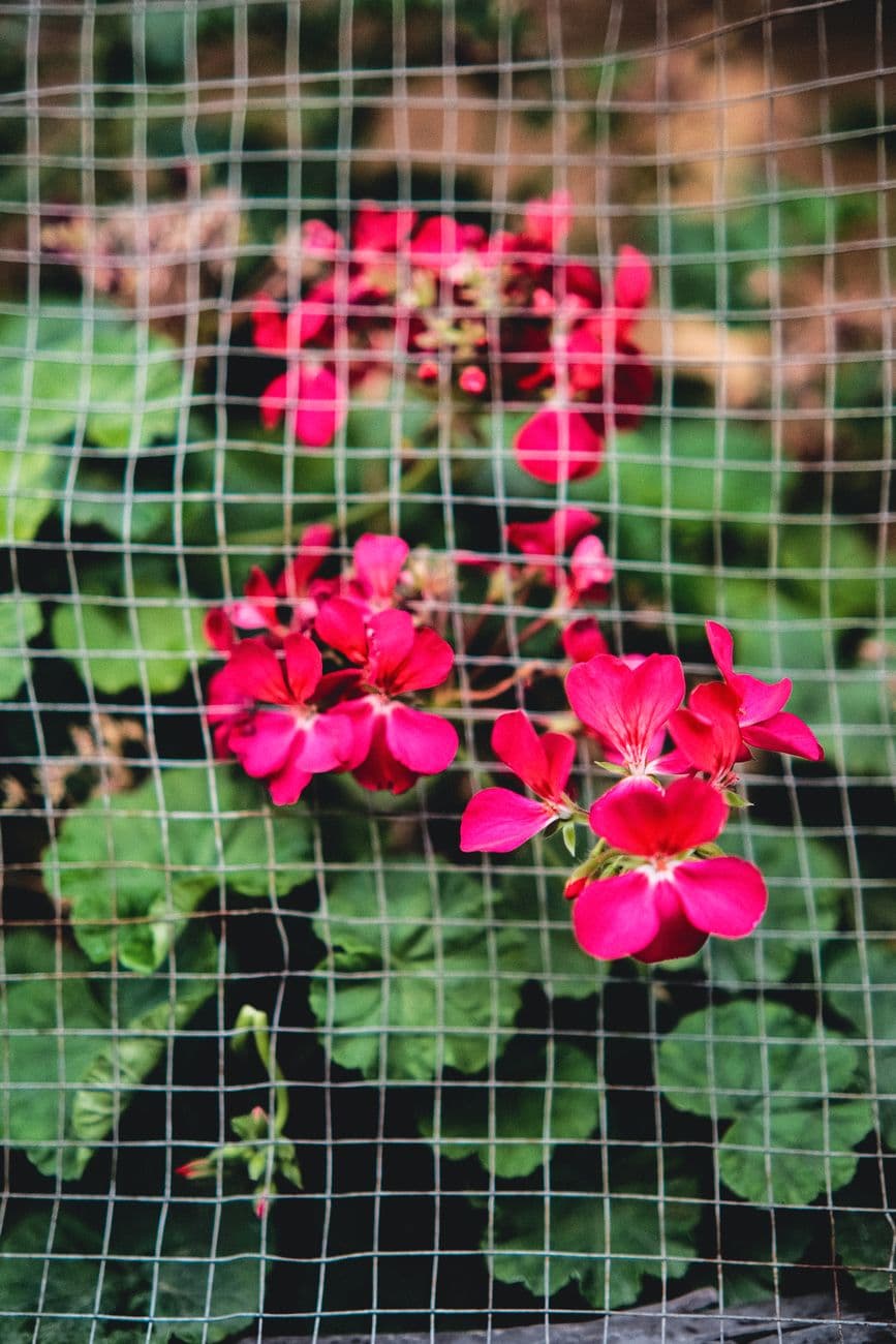 Sardunya (Pelargonium zonale) Bakımı