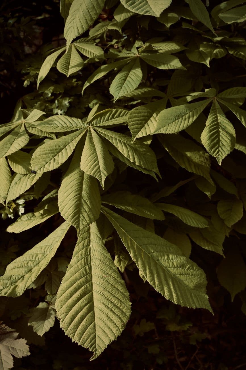 Sarı Atkestanesi (Aesculus flava)