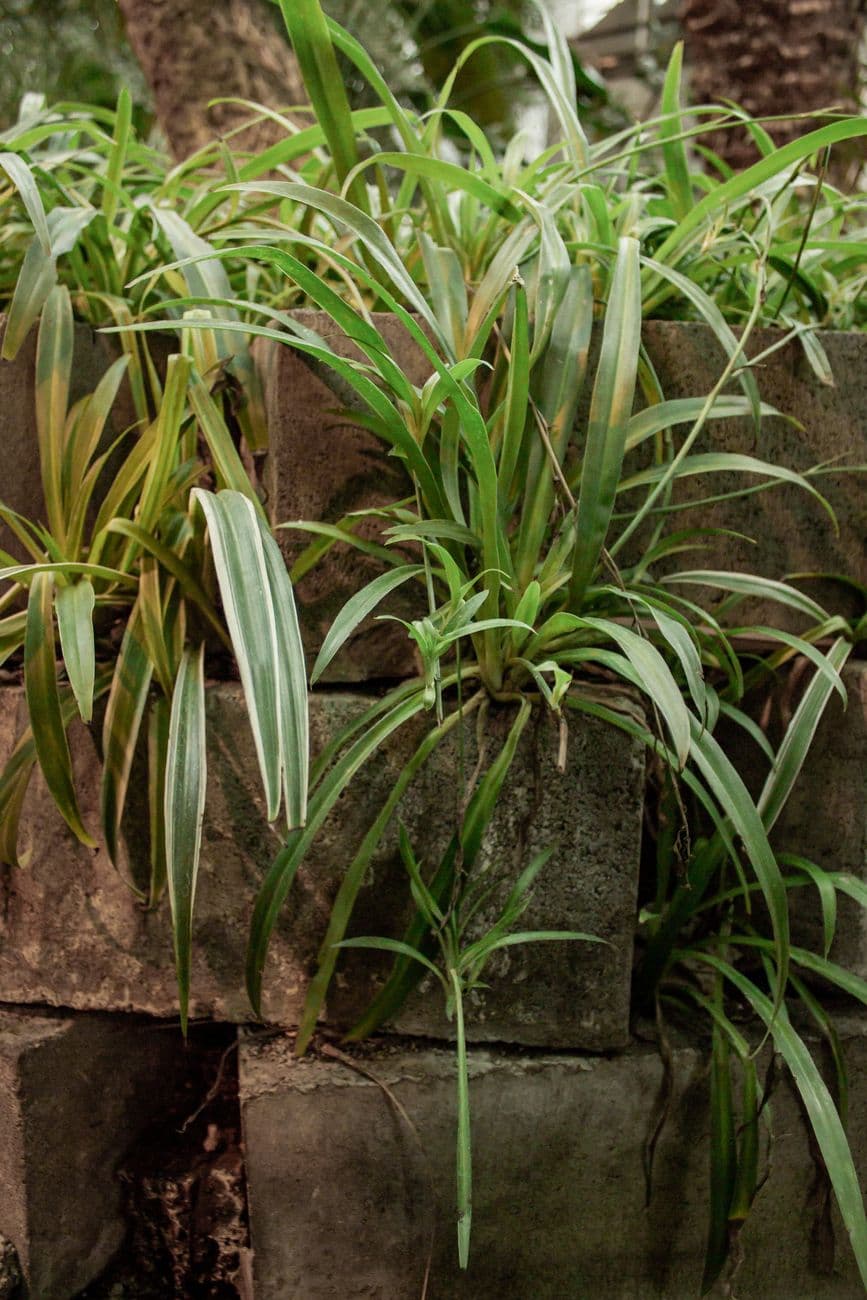 Kurdele Çiçeği (Chlorophytum comosum)