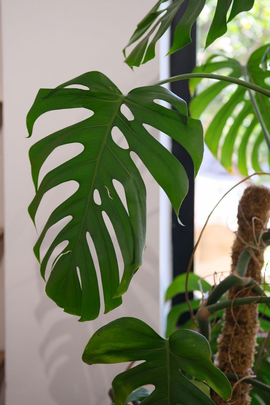 Deve Tabanı (Monstera deliciosa)