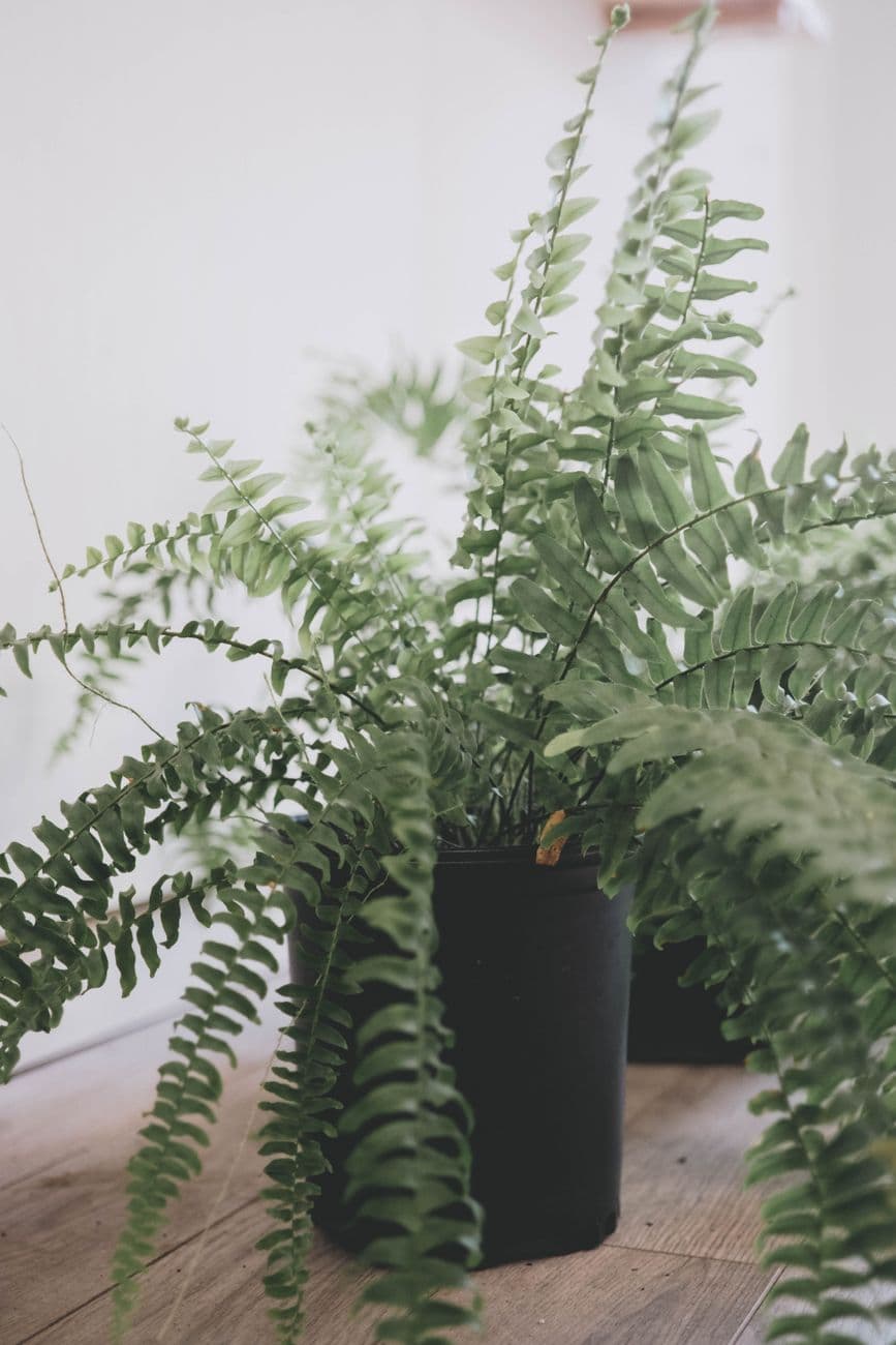 Aşk Merdiveni (Nephrolepis exaltata) Bakımı
