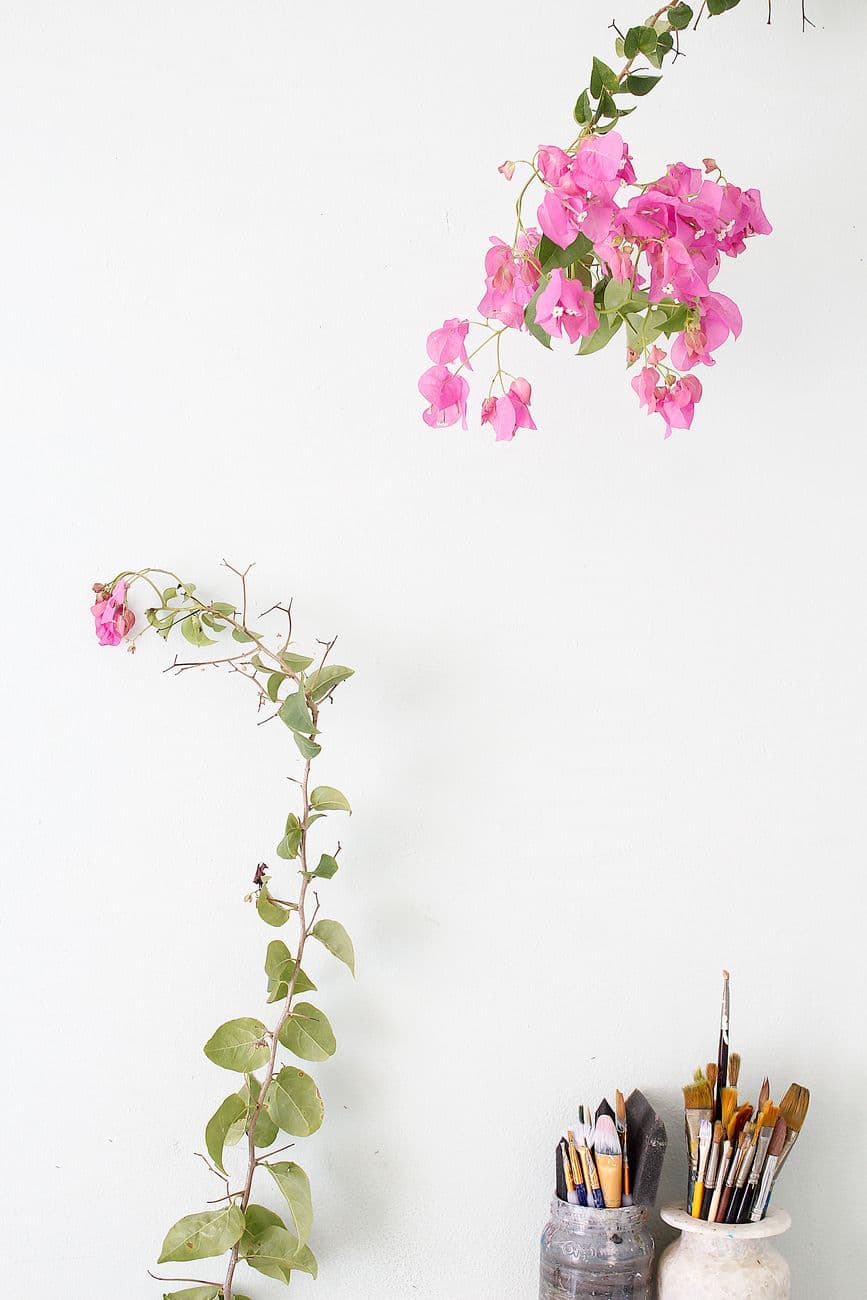 Begonvil (Bougainvillea glabra)