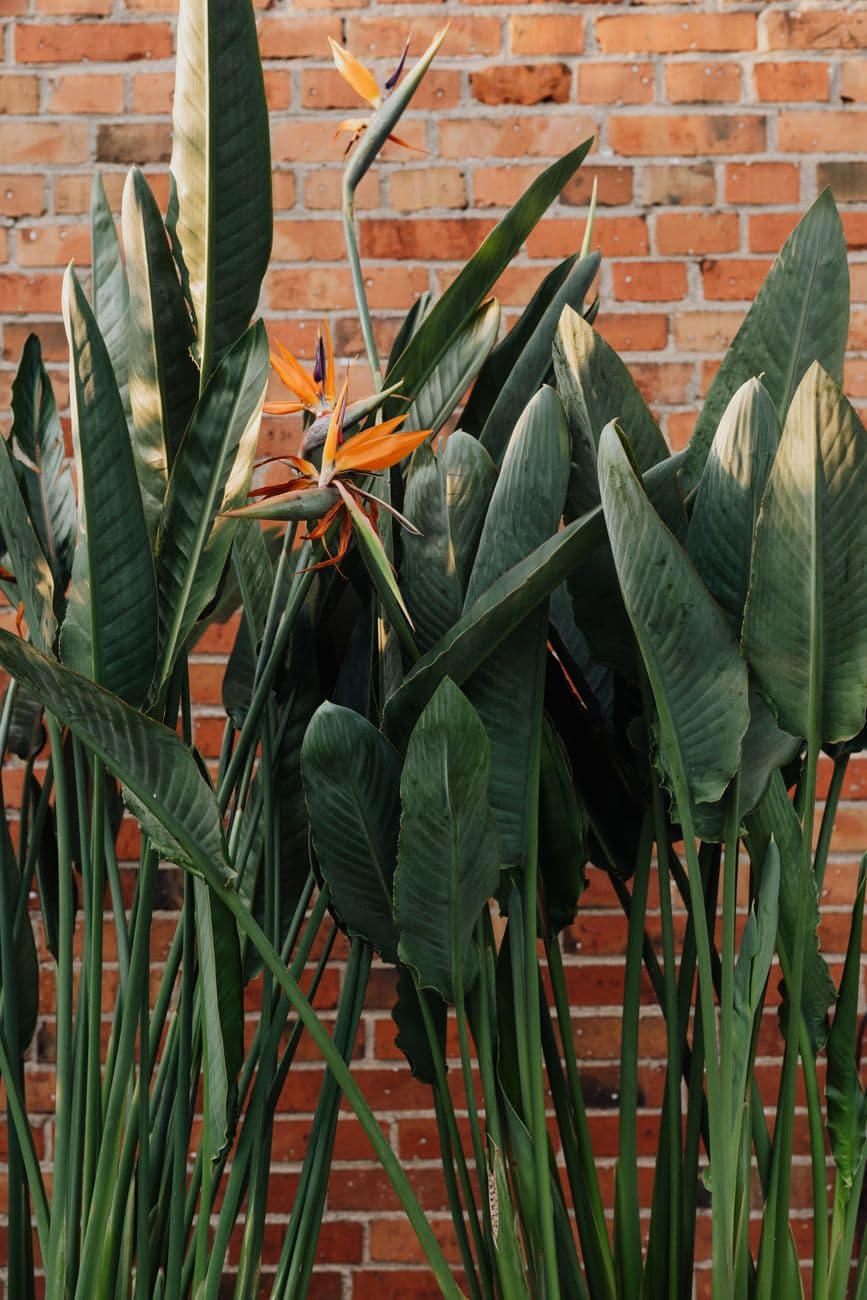 Starliçe (Strelitzia reginae) Bakım Rehberi