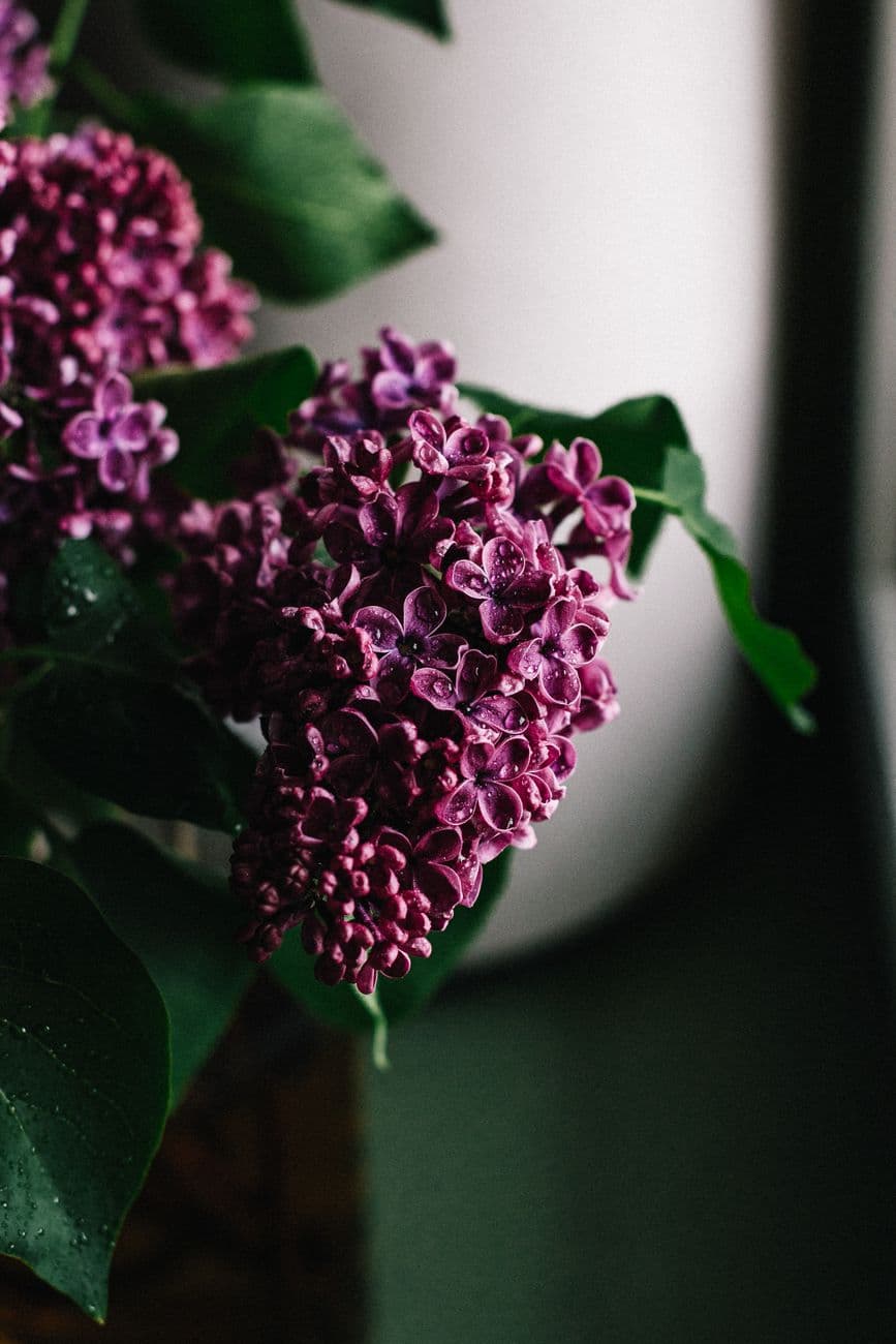 Leylak (Syringa vulgaris)