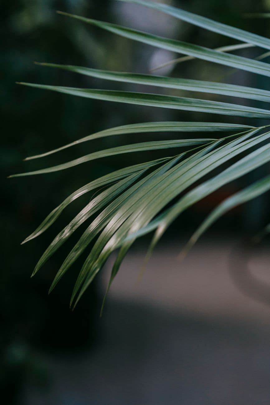 Kentia Palmiyesi
