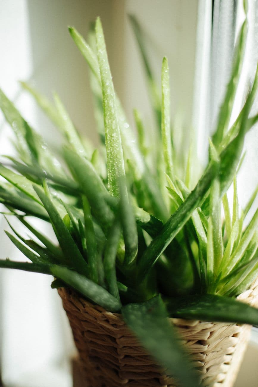 Aloe Vera (Aloe vera) Bakımı