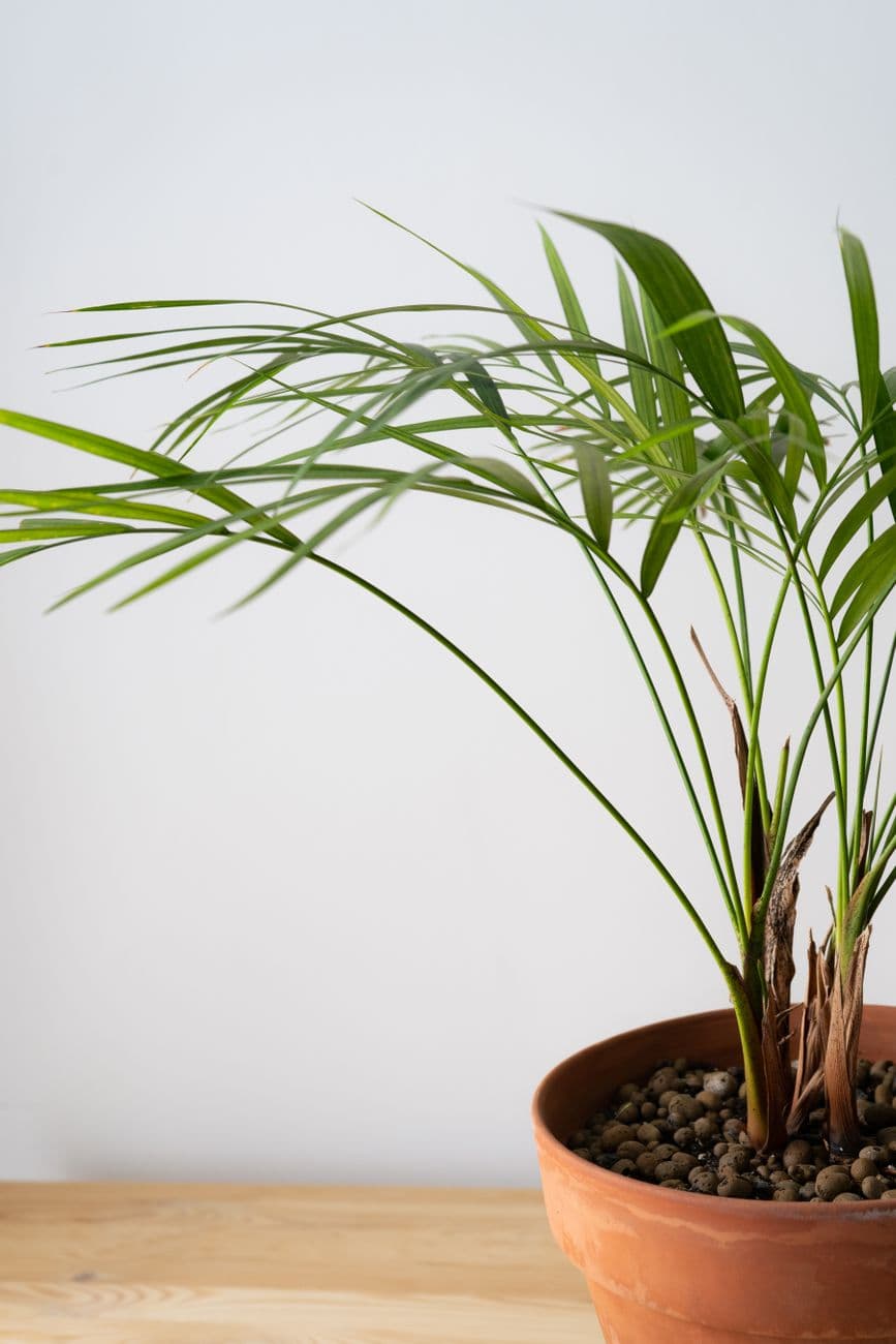 Areka Palmiyesi (Dypsis lutescens)
