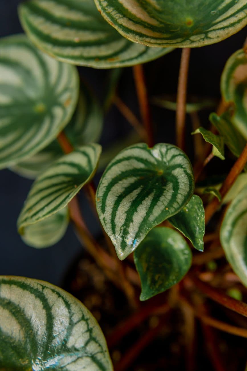 Karpuz Peperomia
