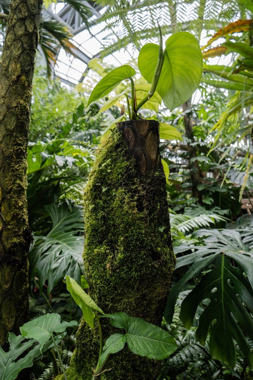 Keman Filodendron