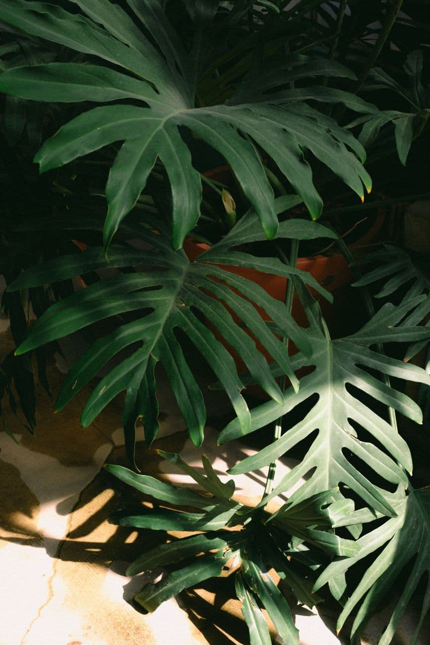 Yılan Filodendron