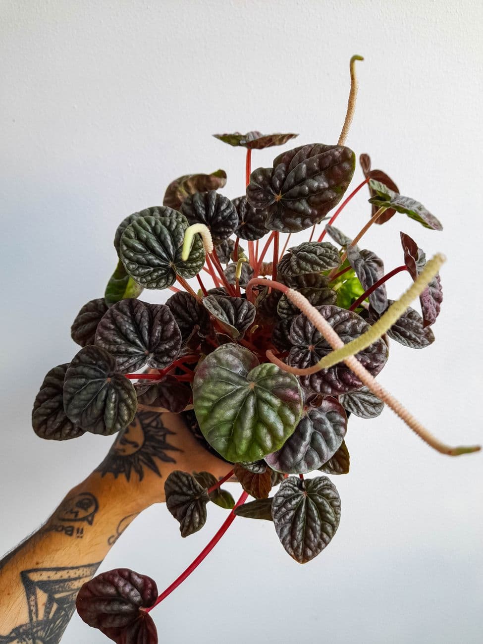 Kıvrık Peperomia