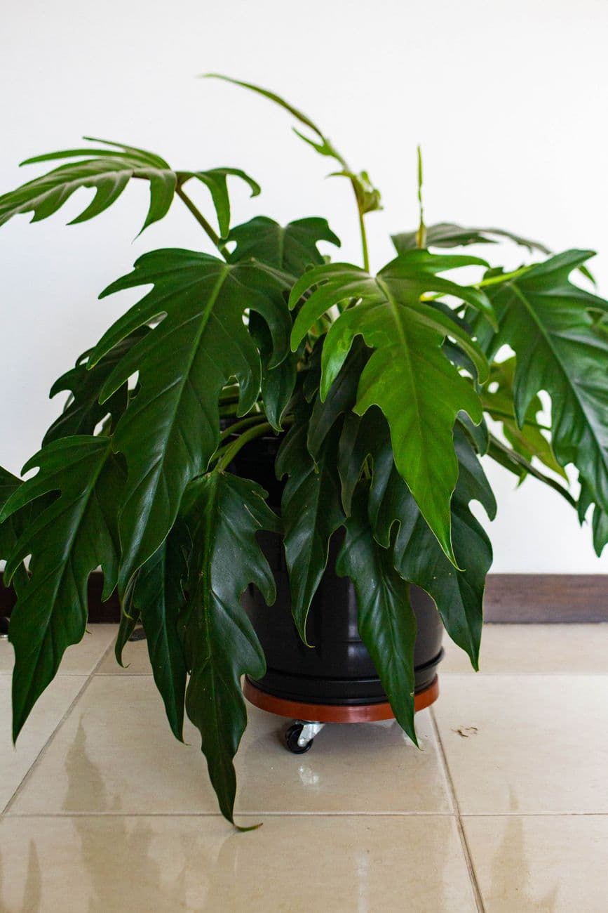 Mayoi Filodendron