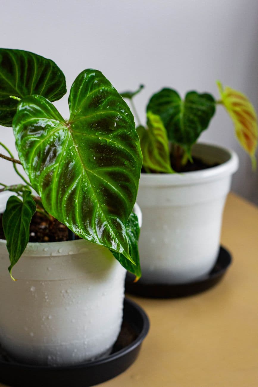 Kadife Filodendron