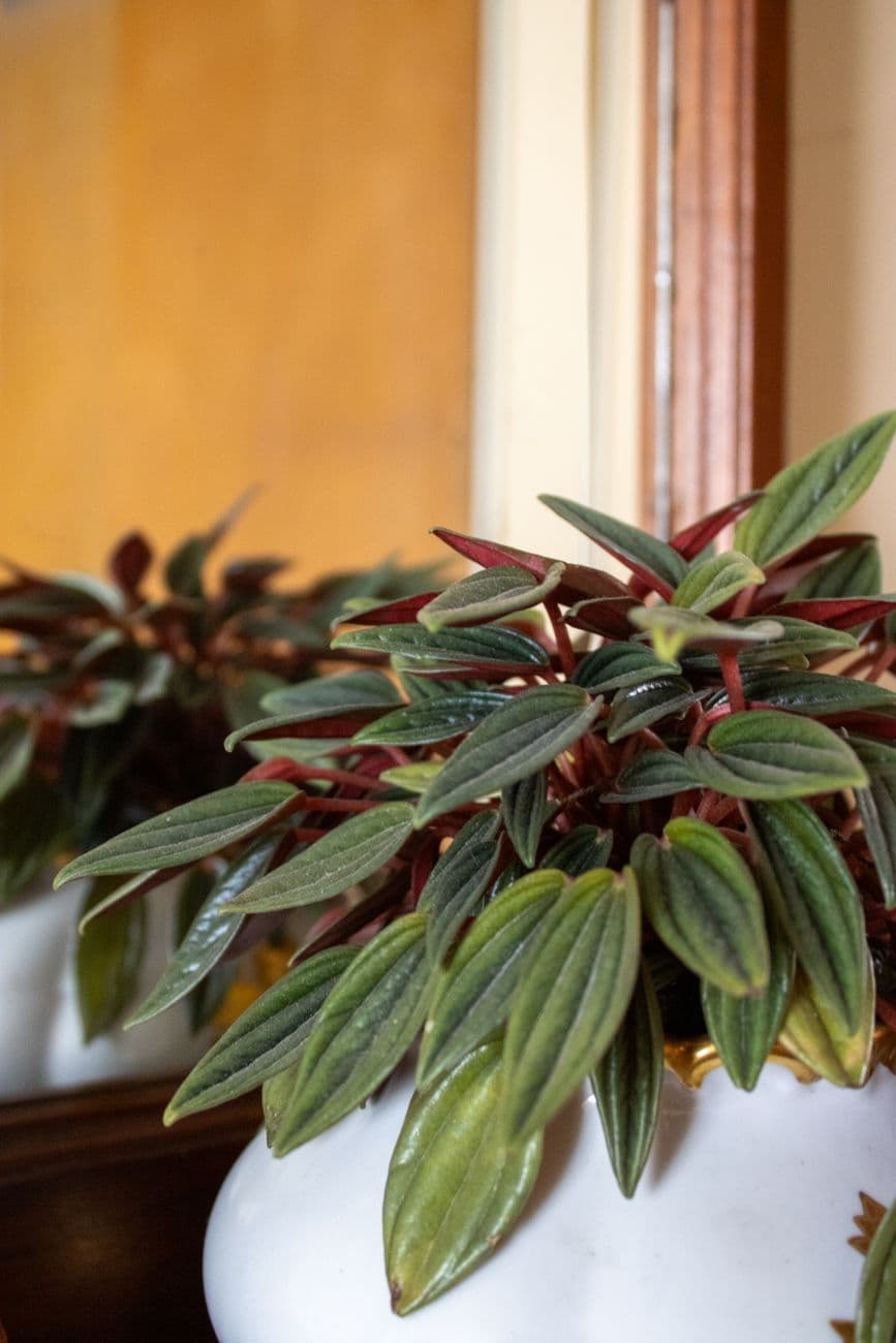 Parlak Peperomia