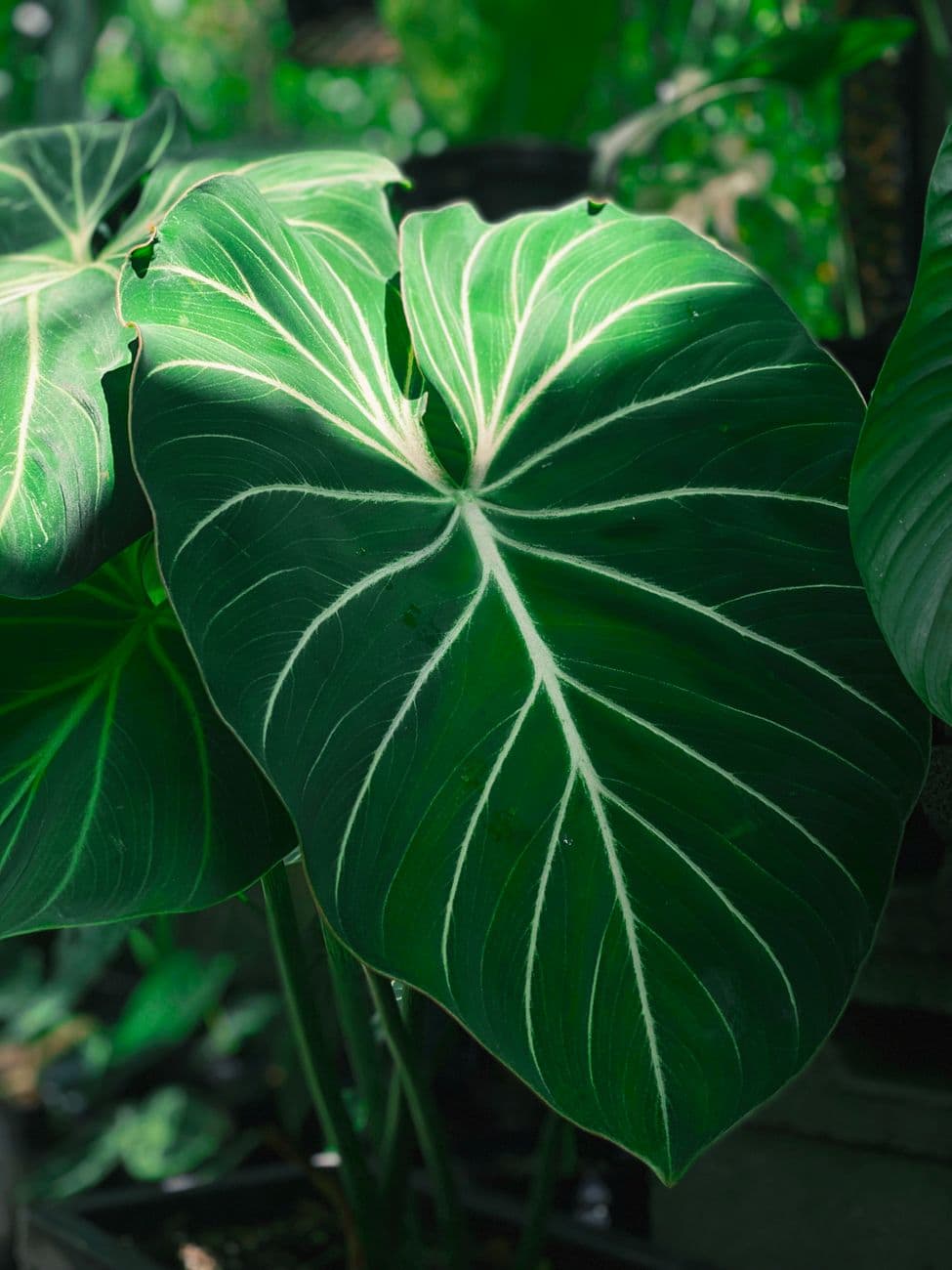Gloriosum Filodendron