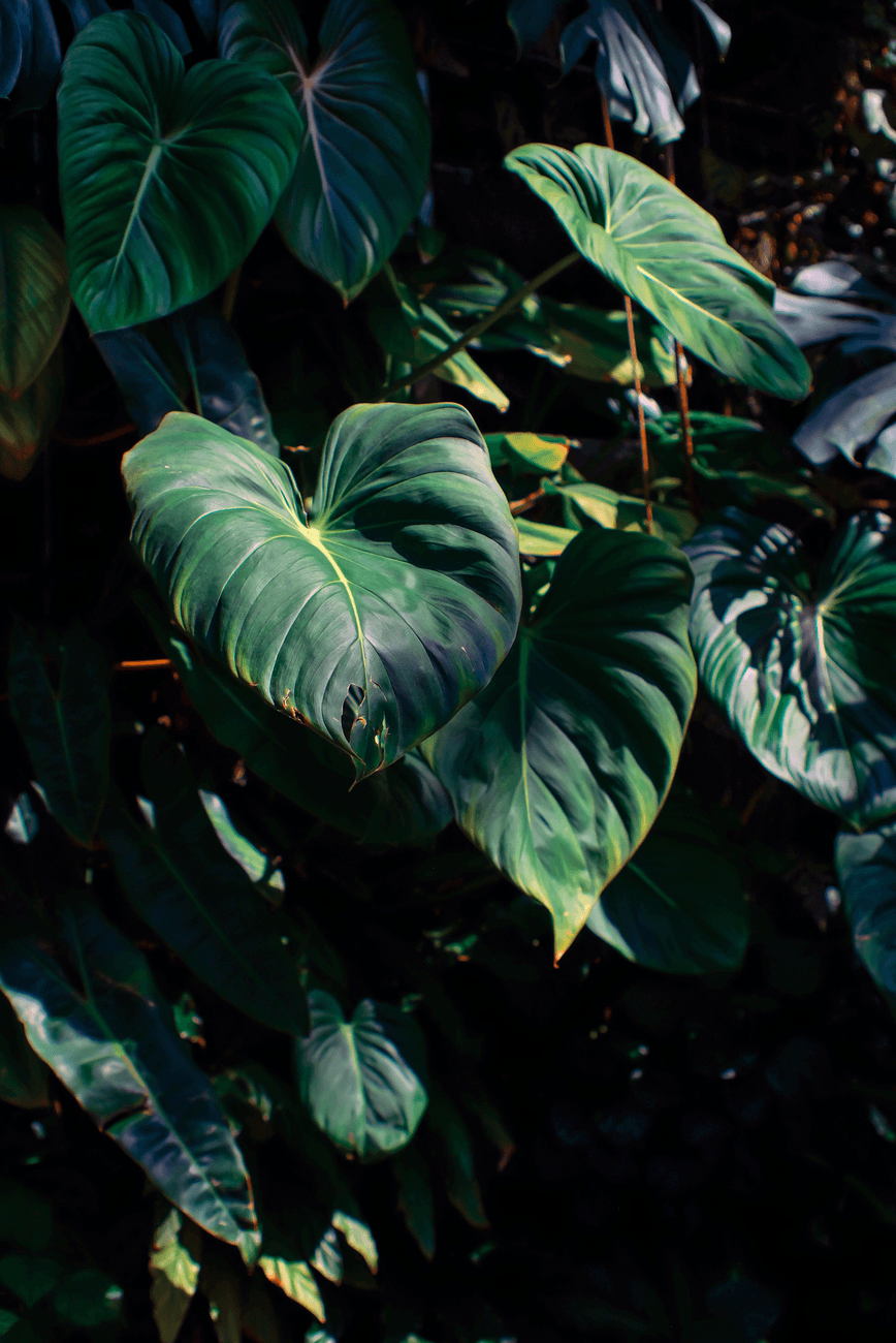Mikan Filodendron