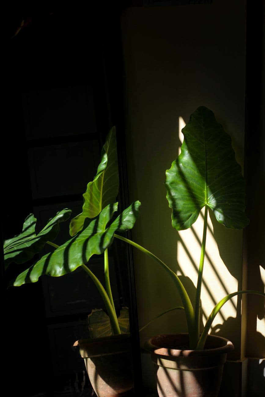 Dar Yapraklı Filodendron