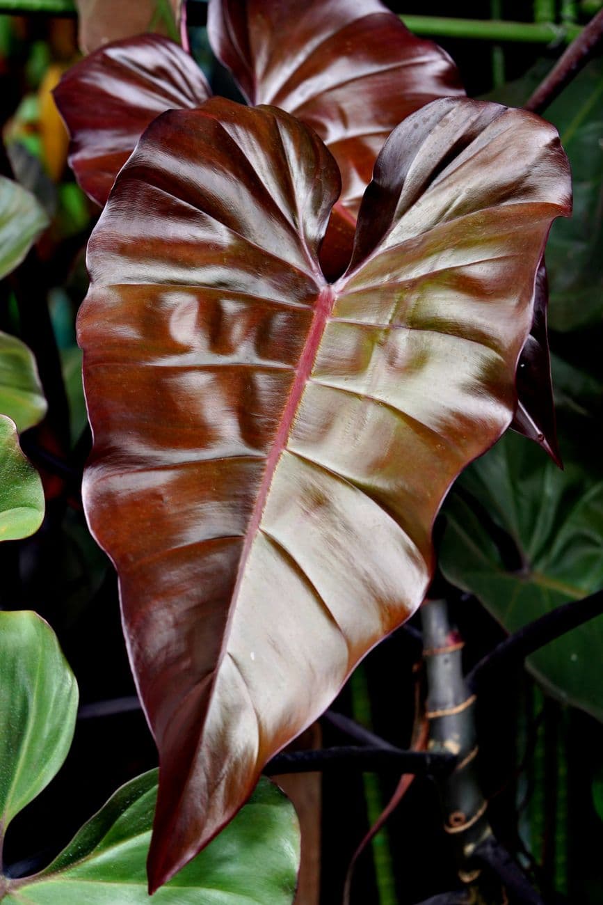 Kırmızı Filodendron