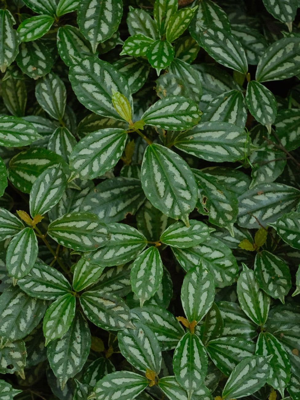 Benekli Peperomia