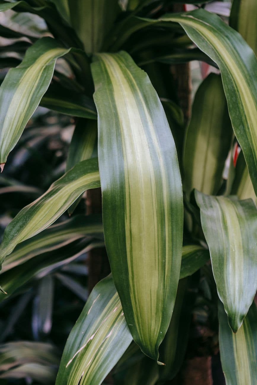 Altın Tozu Dracaena