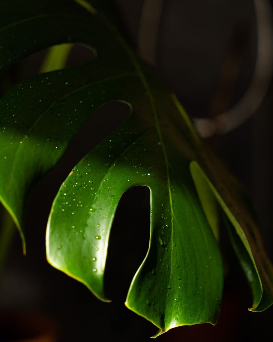 Mini Monstera