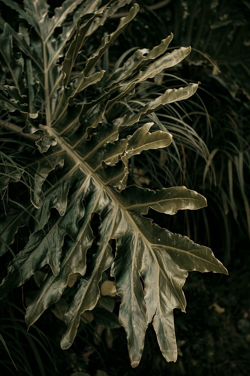 Dev Filodendron